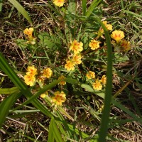 Biophytum sensitivum (L.) DC.